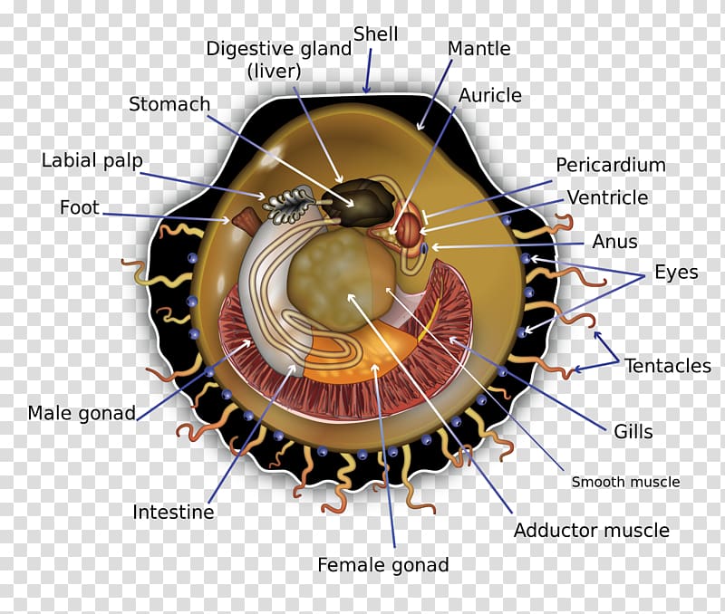 Pectinidae Anatomy Diagram Bivalvia Human body, sea earthquake diagram transparent background PNG clipart