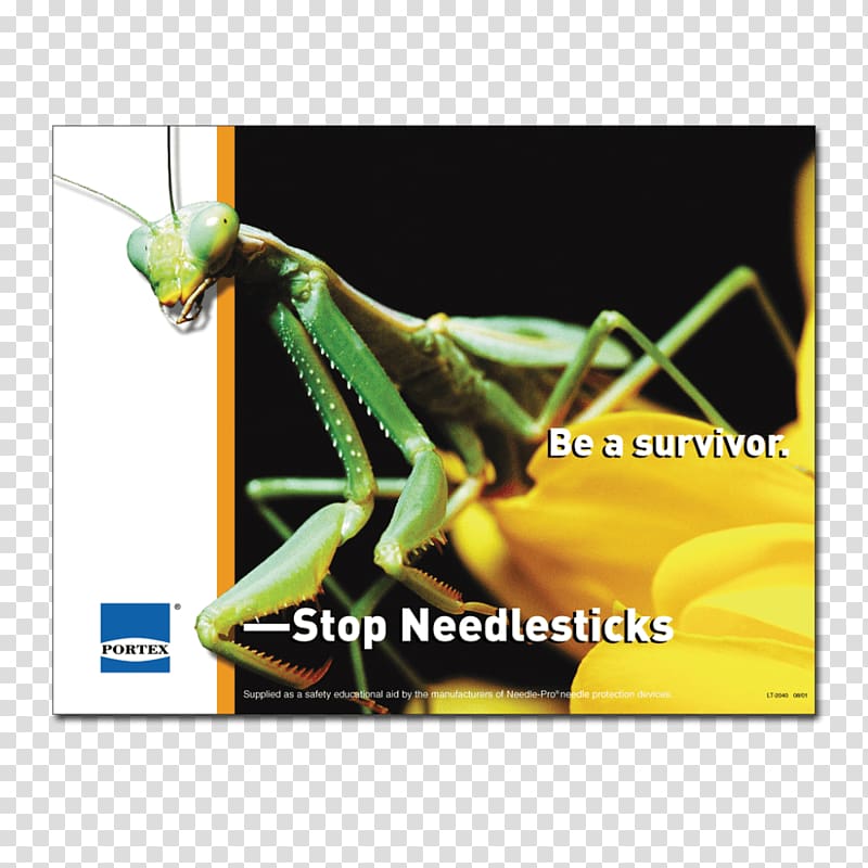 Insect Mantis Grasshopper Phasmids Blog, creative posters transparent background PNG clipart