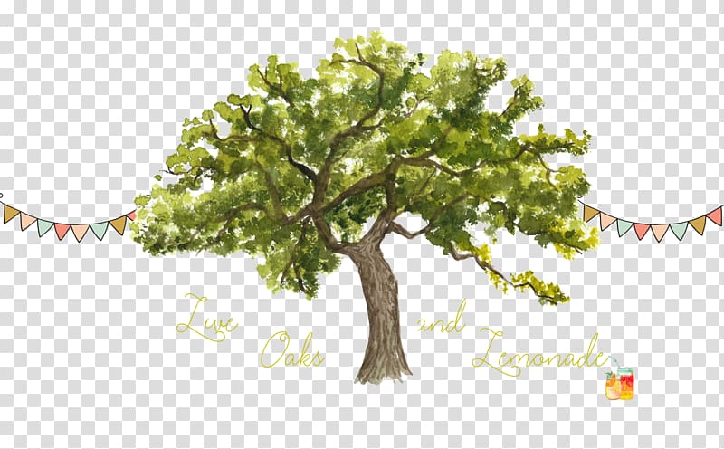 Tree Trunk Watercolor painting Northern Red Oak , Live Oak transparent background PNG clipart
