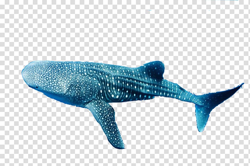Whale shark Shark facts Remora Dolphin, minke whale transparent background PNG clipart