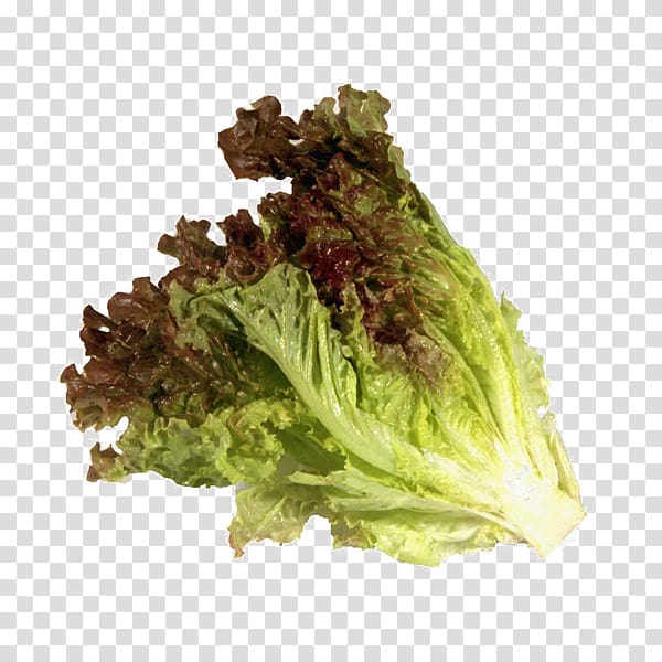 Red leaf lettuce Romaine lettuce Vegetarian cuisine Vegetable Iceberg lettuce, vegetable transparent background PNG clipart