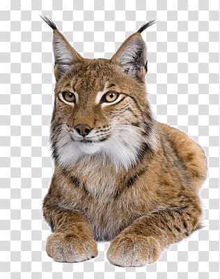 brown cougar, Lynx Close Up transparent background PNG clipart