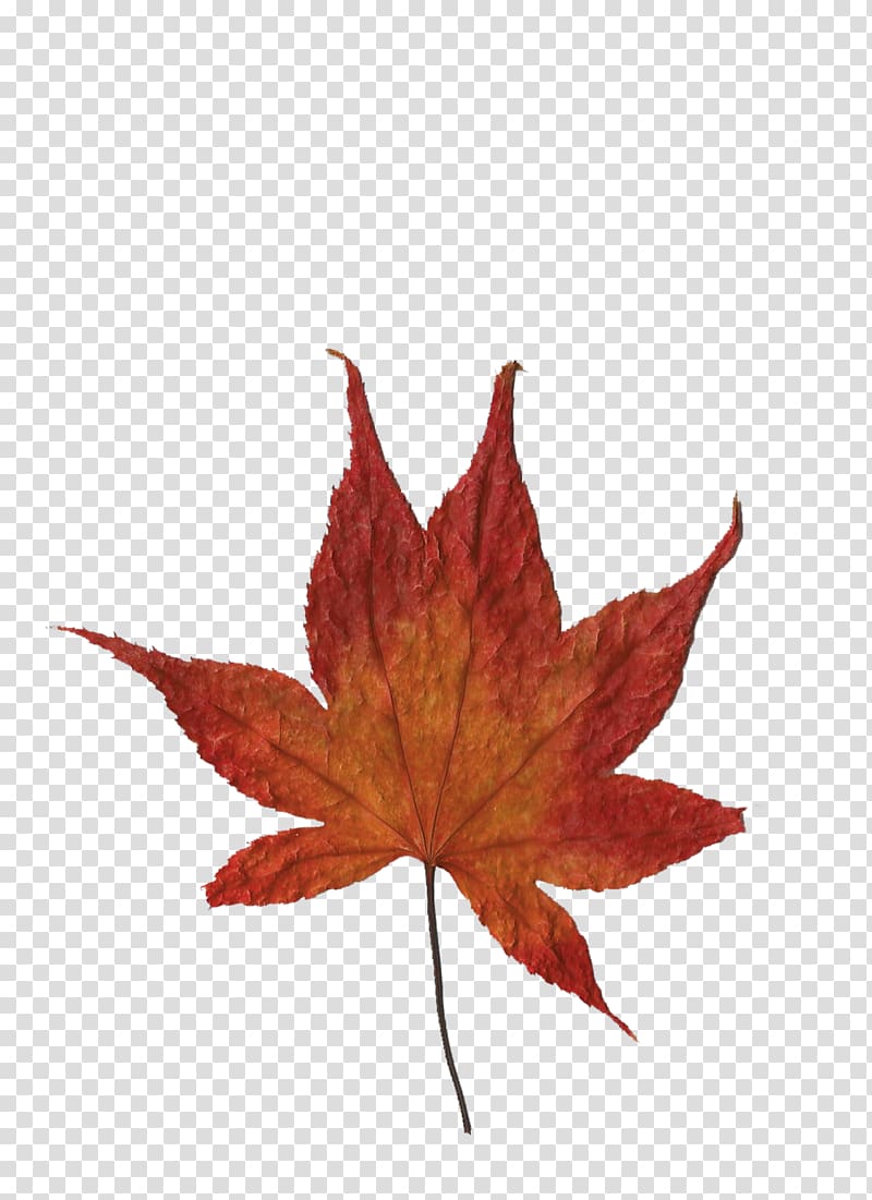 Maple leaf Idea Cellular, Leaf transparent background PNG clipart