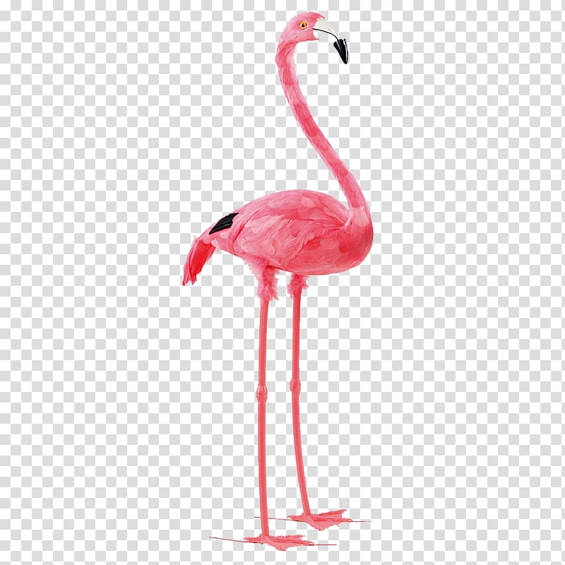 pink flamingo illustration, Bird Paper Flamingo Feather Pink, flamingo transparent background PNG clipart