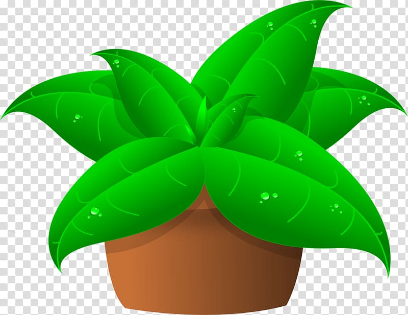 Plant Cattleya orchids , pot leaf transparent background PNG clipart