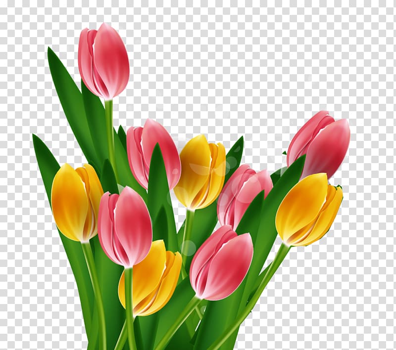 Tulip Mothers Day, Fine tulip background material transparent background PNG clipart