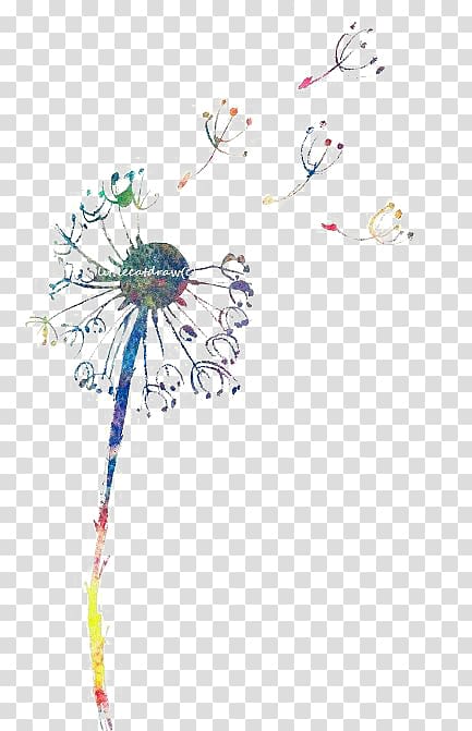 Common Dandelion Drawing , Hand painted dandelion transparent background PNG clipart