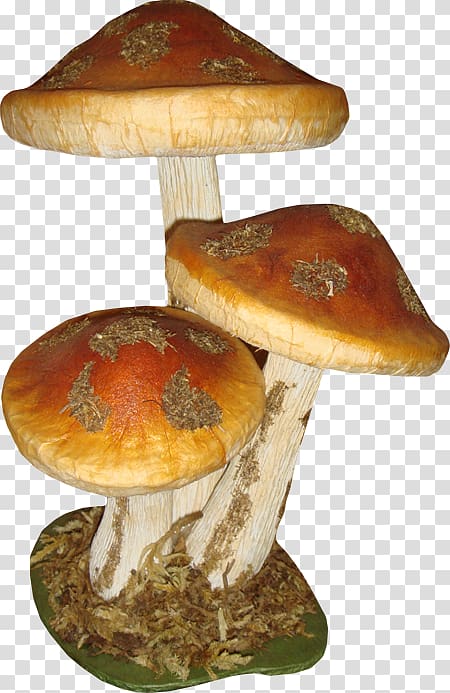 Mushroom Fungus , Free creative pull three mushrooms transparent background PNG clipart