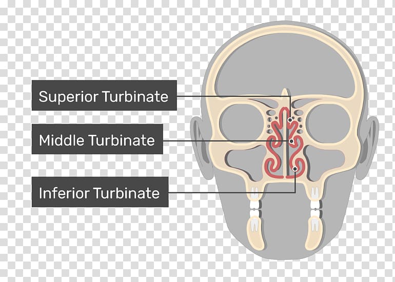 Nasal concha Nasal meatus Coronal plane Nose, Septoplasty and Turbinate Reduction transparent background PNG clipart