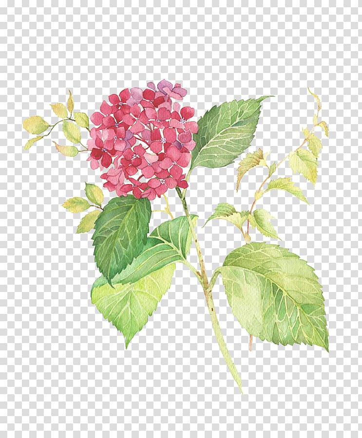 pink hydrangeas in bloom illustration, Painting Drawing Art Flower, Watercolor flower transparent background PNG clipart