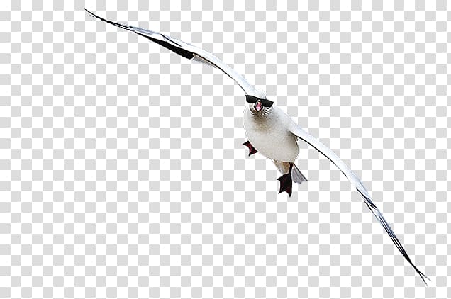 Snow goose Hunting Decoy White Rock, goose transparent background PNG clipart