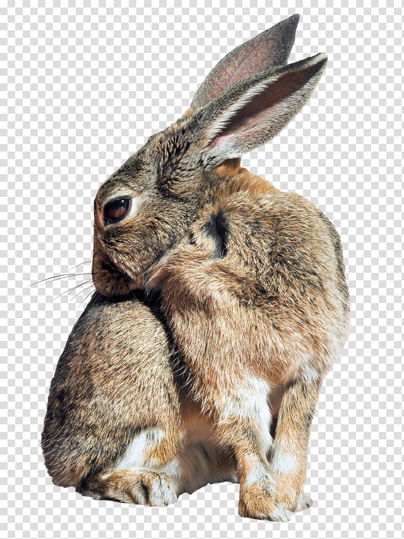 Leporids Domestic rabbit, Bunny Rabbit transparent background PNG clipart