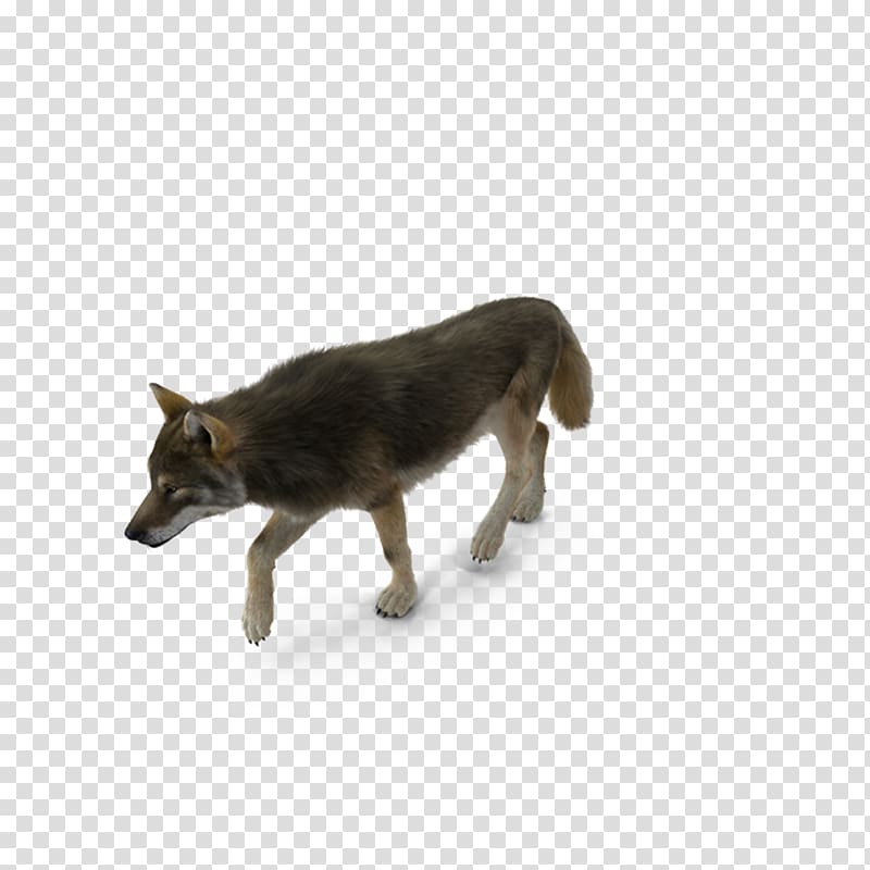 Dog breed Coyote, Grey Wolf transparent background PNG clipart