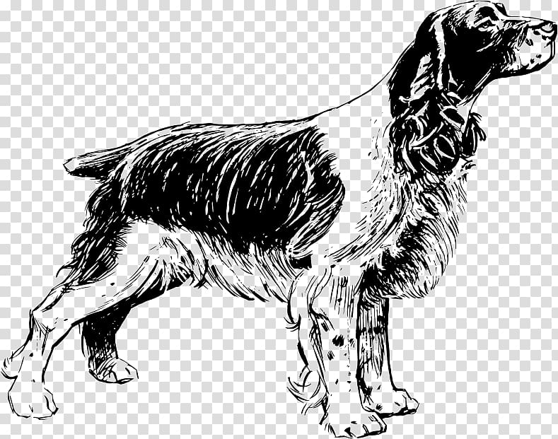 English Springer Spaniel English Cocker Spaniel Welsh Springer Spaniel, english springer spaniel transparent background PNG clipart