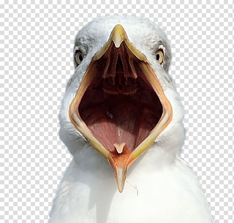 opened beak white seagull illustration, Seagull Open Beak transparent background PNG clipart