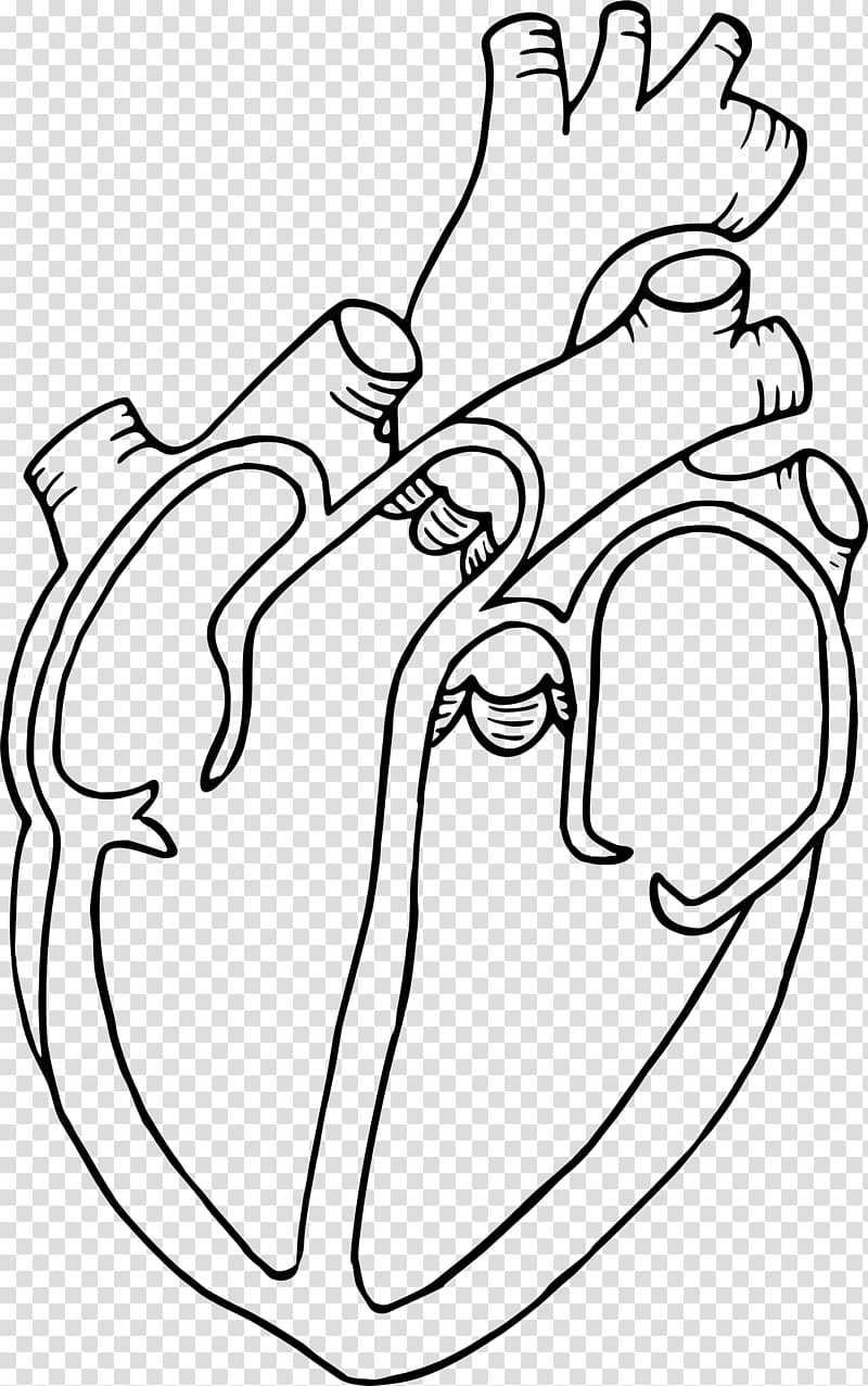 Diagram Heart Anatomy Drawing , human heart transparent background PNG clipart