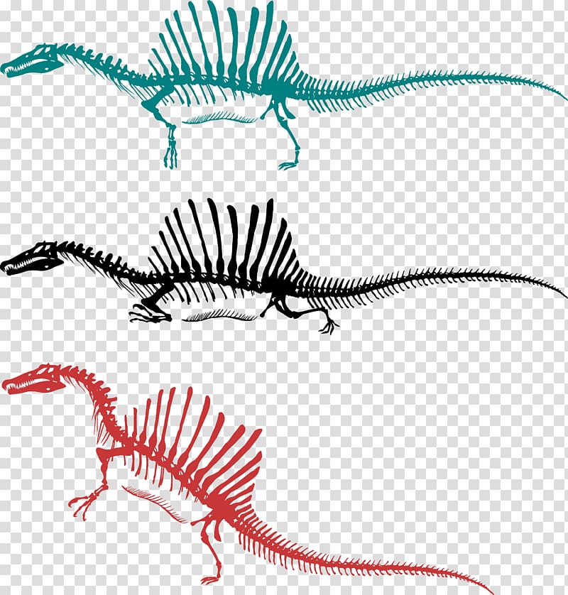 Spinosaurus Sigilmassasaurus Carcharodontosaurus Giganotosaurus Dinosaur, giant skeletons goliath transparent background PNG clipart