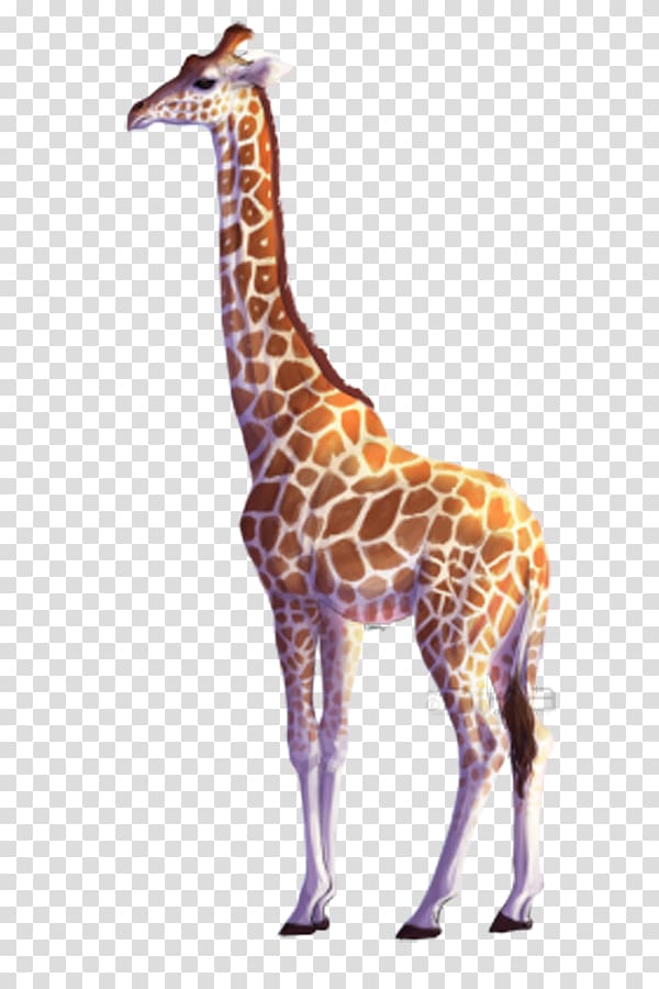 Northern giraffe All about Giraffes Drawing , Giraffe head transparent background PNG clipart