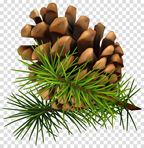 Conifer cone Pine , Pine cone transparent background PNG clipart