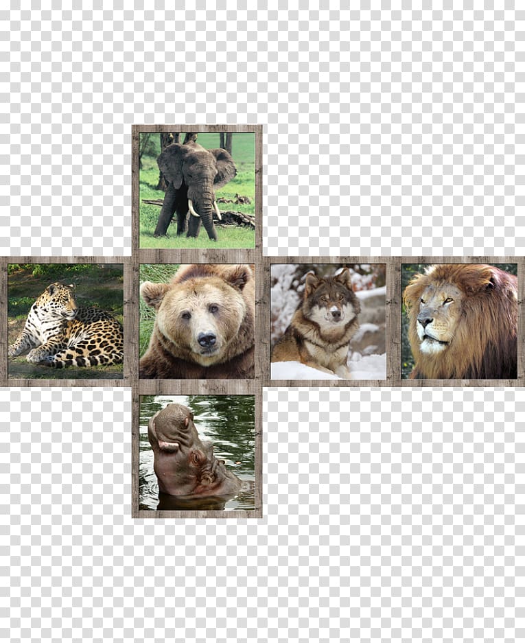 Lion Wildlife Cat V-Cube 7, lion transparent background PNG clipart