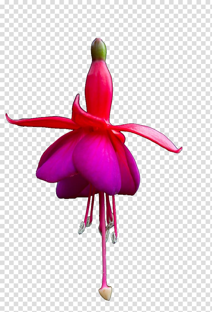 Fuchsia Startpagina.nl We Heart It Gardening, others transparent background PNG clipart