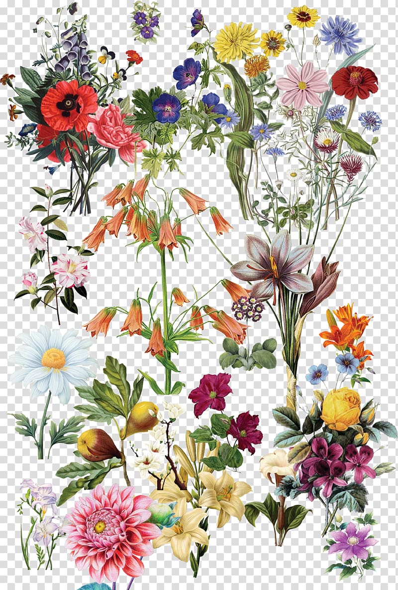 varieties of flowers illustration, Flowers transparent background PNG clipart