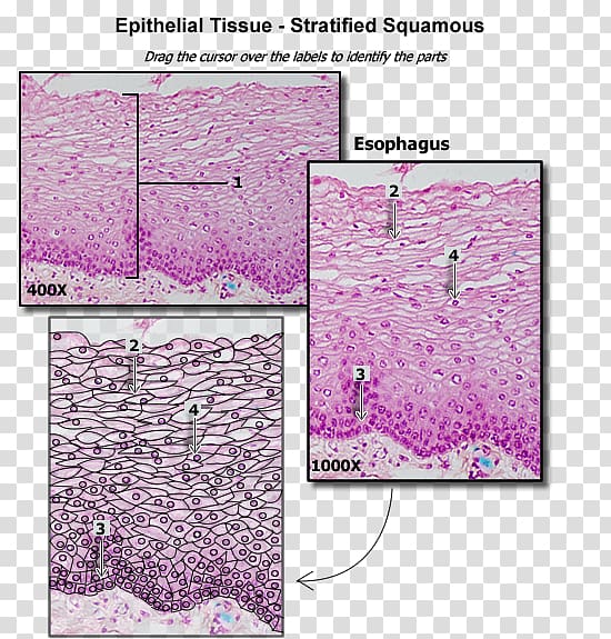 Stratified squamous epithelium Simple squamous epithelium Simple cuboidal epithelium Simple columnar epithelium, Human Tissue transparent background PNG clipart