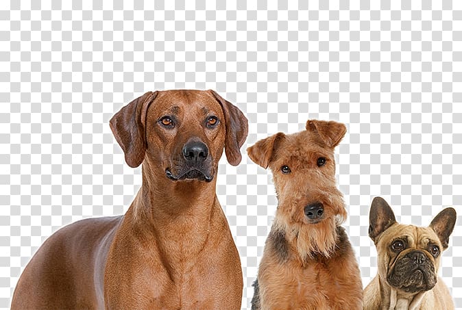Dog breed Rhodesian Ridgeback Dog Food Companion dog Royal Canin, group of dogs transparent background PNG clipart