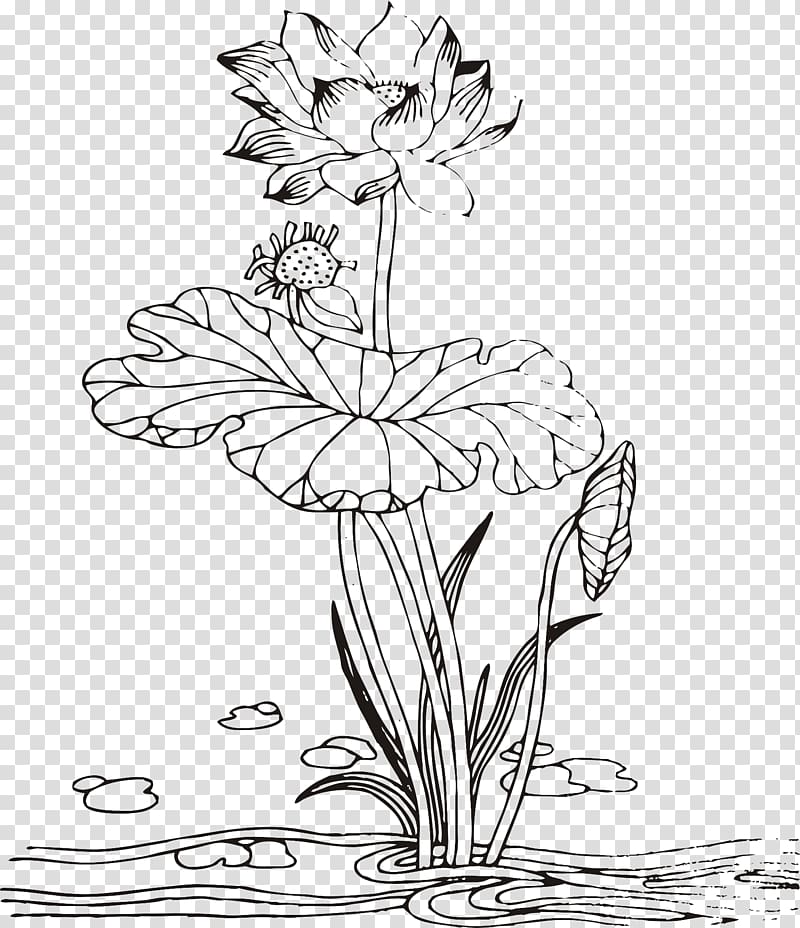 Floral design Nelumbo nucifera Drawing, Line drawing lotus transparent background PNG clipart