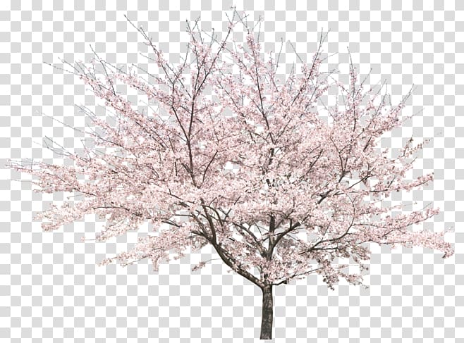 Tree Peach Cherry blossom, Cherry blossoms transparent background PNG clipart
