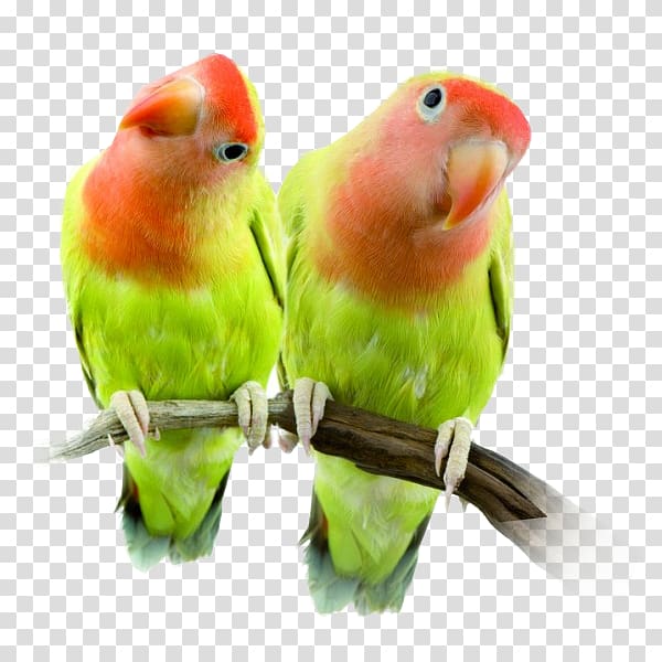 Lovebird Cockatiel Parakeet parrot, Bird transparent background PNG clipart