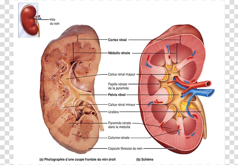 Gross anatomy Kidney Nephron Excretory system, others transparent background PNG clipart
