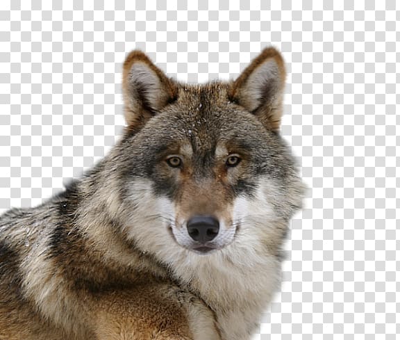 affectionate wolf transparent background PNG clipart
