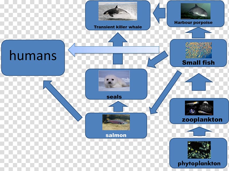 Arctic fox Food web Polar regions of Earth Food chain, polar bear transparent background PNG clipart