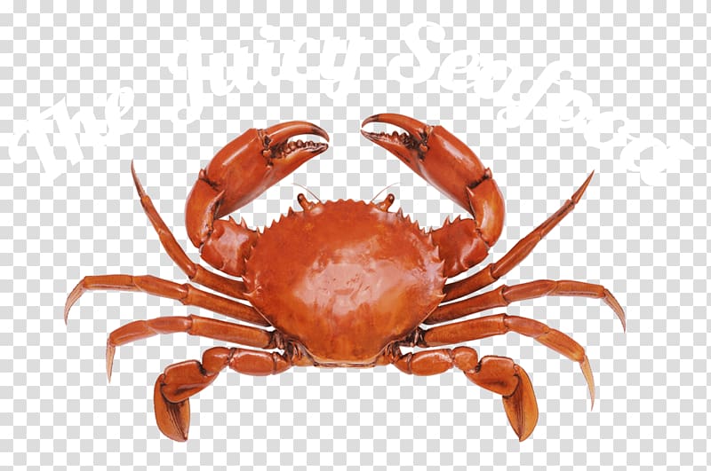 Tense Bees and Shell-Shocked Crabs: Are Animals Conscious? Crustacean Decapoda Philosopher, seafood transparent background PNG clipart