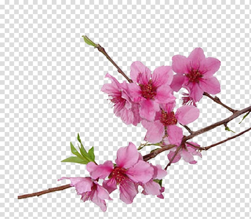 Cherry blossom Cerasus , cherry blossom transparent background PNG clipart
