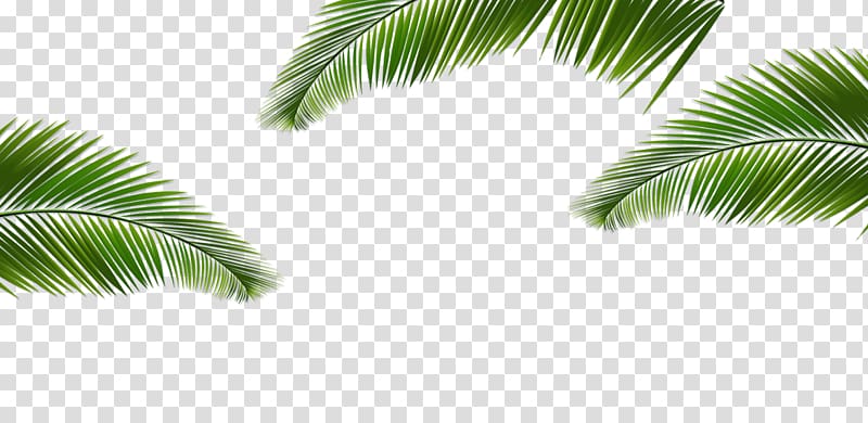 green coconut leaves border texture transparent background PNG clipart