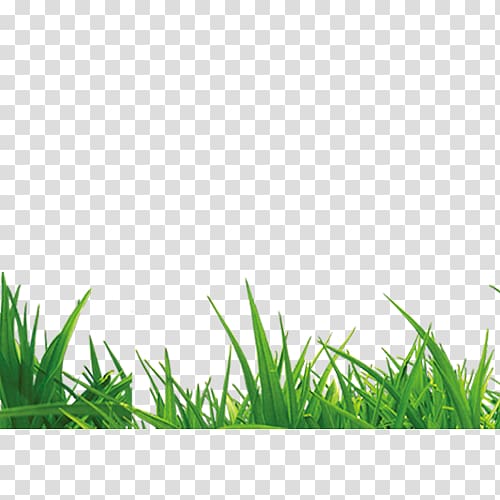 Handbook of Green Energy Microchloa Grass, Grass transparent background PNG clipart