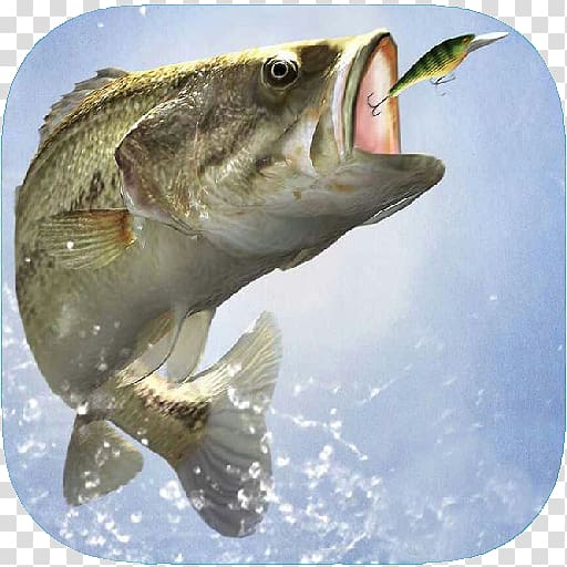 Bass fishing Fly fishing Fishing Rods Fishing Baits & Lures, Fishing transparent background PNG clipart