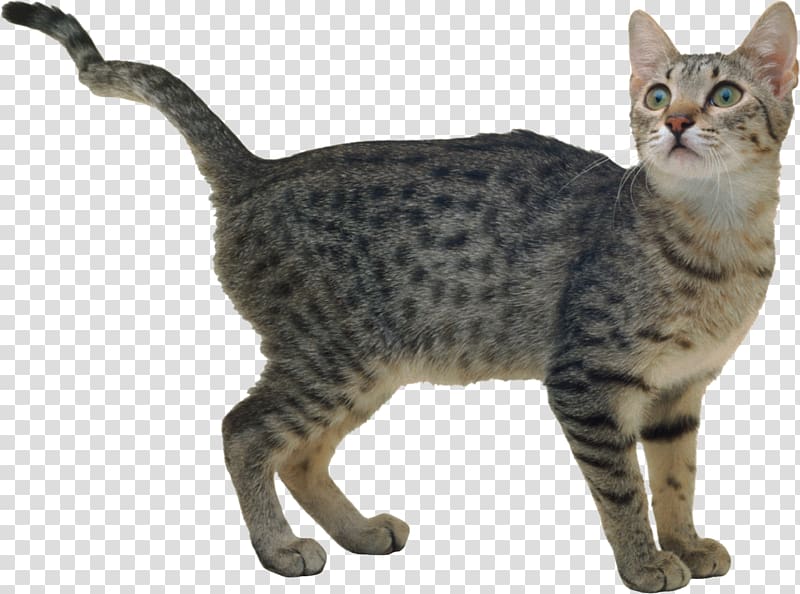 California Spangled Bengal cat American Wirehair Ocicat European shorthair, cats transparent background PNG clipart