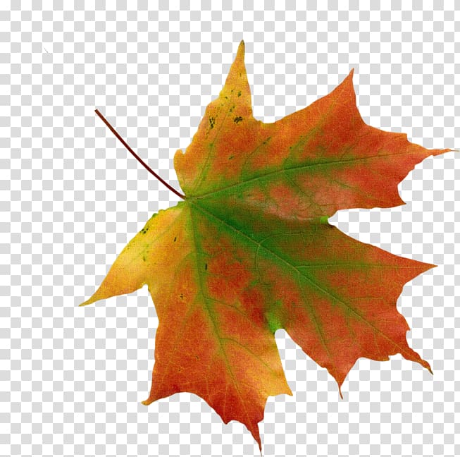 Portable Network Graphics Psd Transparency Autumn leaf color, maple leaf icon transparent background PNG clipart