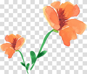 Watercolor painting Poppy Flower, Watercolor painted floral decoration transparent background PNG clipart thumbnail