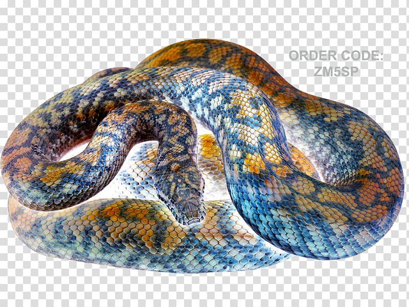 Rattlesnake Boa constrictor Hognose snake Reptile, snake transparent background PNG clipart