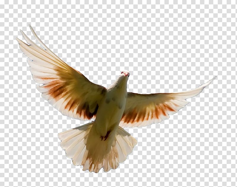 Bird flight Homing pigeon Columbidae Parrot, flies transparent background PNG clipart