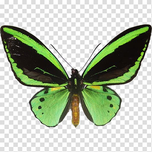 Brush-footed butterflies Butterfly Ornithoptera priamus Paradise birdwing, butterfly transparent background PNG clipart