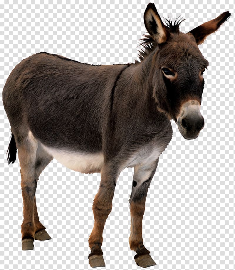 brown donkey, Donkey Animation Horse, donkey transparent background PNG clipart