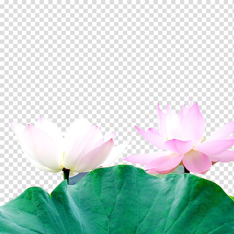 Nelumbo nucifera Leaf , Lotus transparent background PNG clipart
