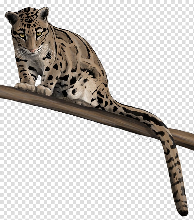 Leopard Cheetah Impala Felidae Ocelot, leopard transparent background PNG clipart