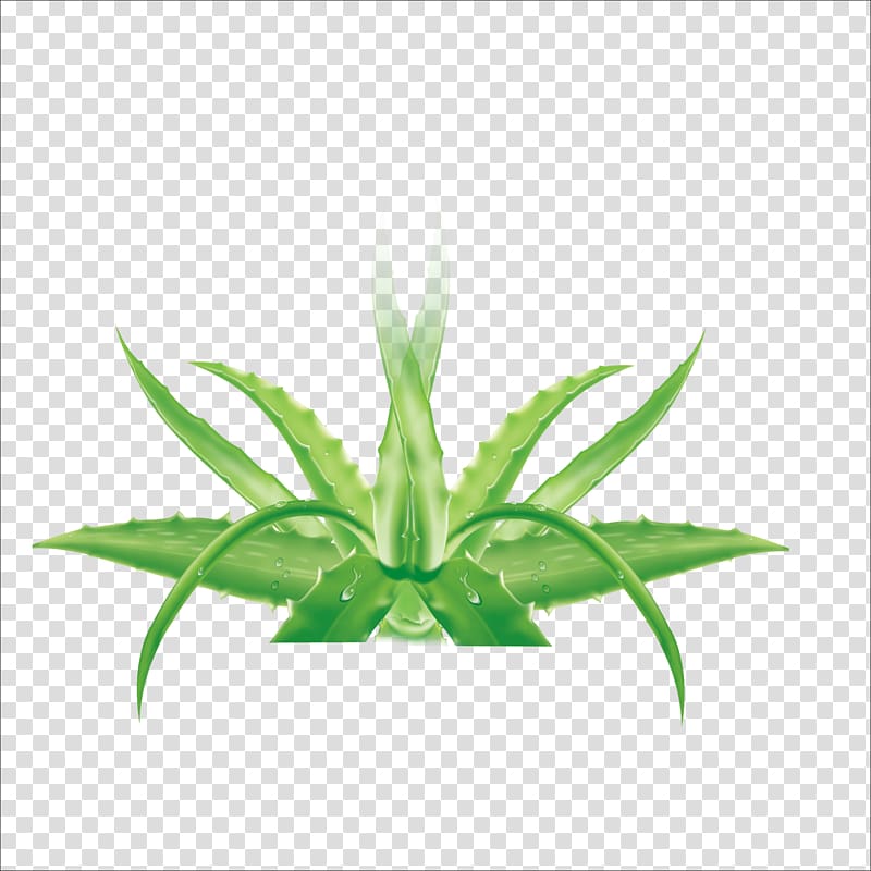 Aloe vera Formaldehyde Leaf Facial Chlorophytum comosum, Aloe transparent background PNG clipart