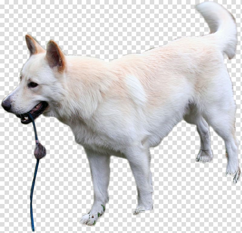Pungsan dog Canadian Eskimo dog Canaan Dog Korean Jindo Norwegian buhund, cut dog transparent background PNG clipart